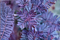 Blue Leafed Mimosa Seeds – Acacia baileyana 'Purpurea' – Evergreen Ornamental Tree with Blue-Gray Foliage and Purple New Growth