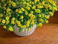 100 Creeping Zinnia Seeds Sanvitalia procumbens Yellow Wildflower Groundcover