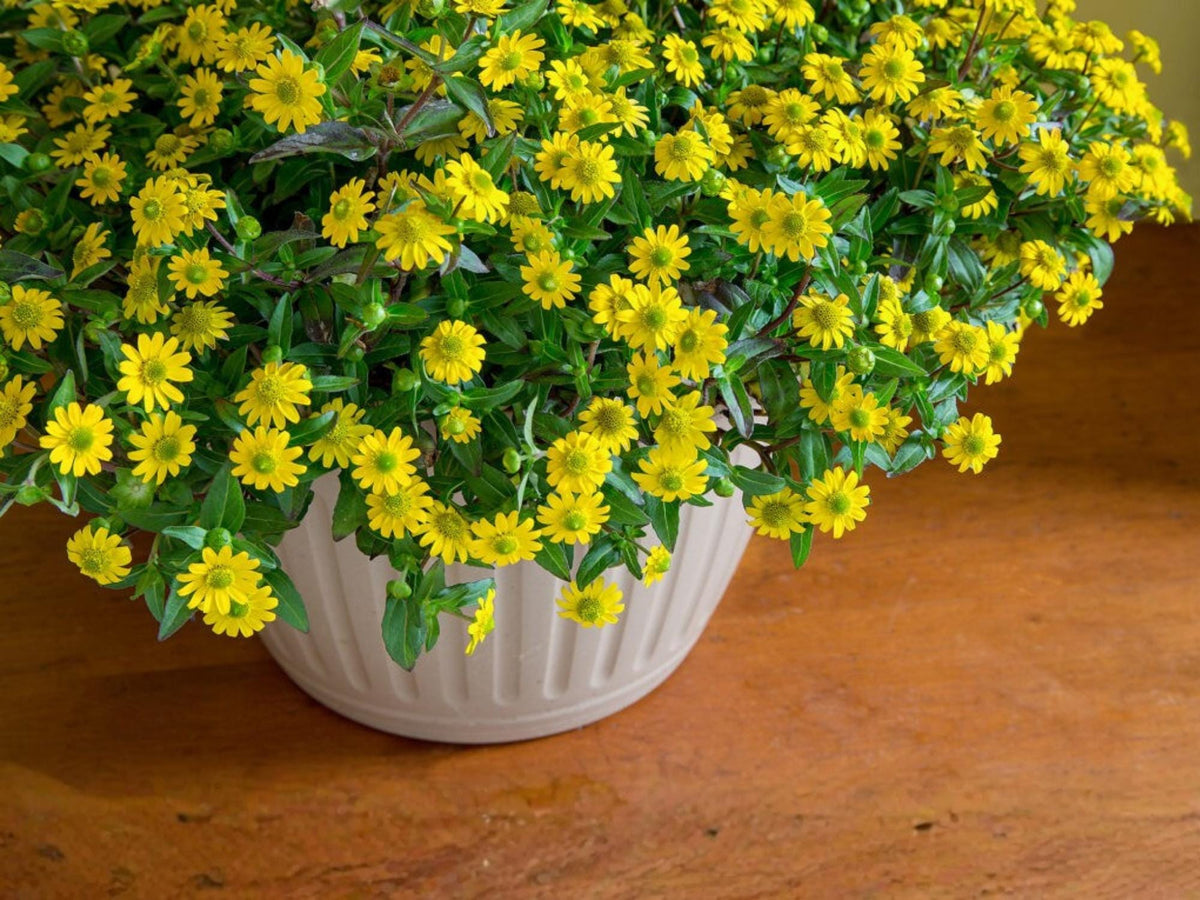 100 Creeping Zinnia Seeds Sanvitalia procumbens Yellow Wildflower Groundcover