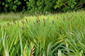 600 Seeds Common Cattail Typha latifolia Pond Marginal Aquatic Perennial