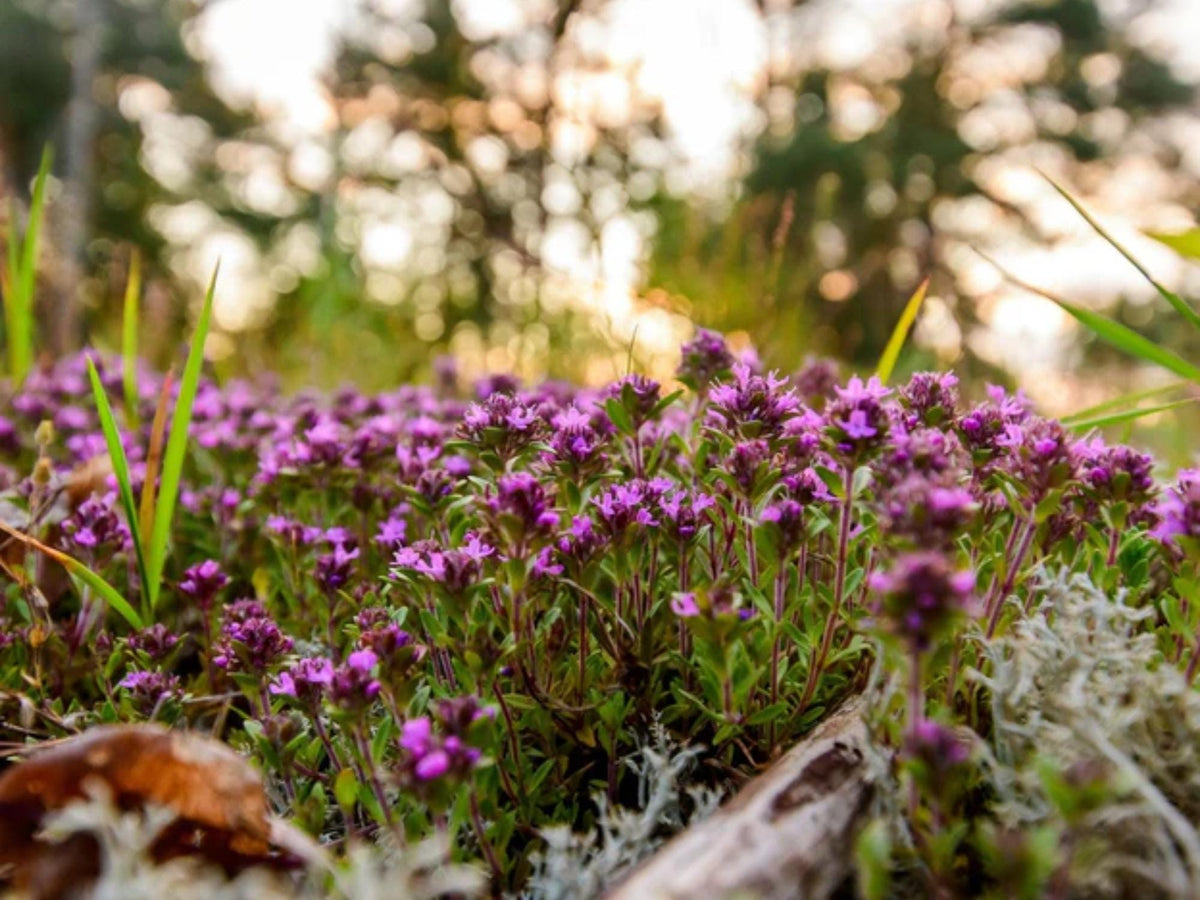 100 Seeds Creeping Thyme Thymus serpyllum Low Growing Aromatic Groundcover