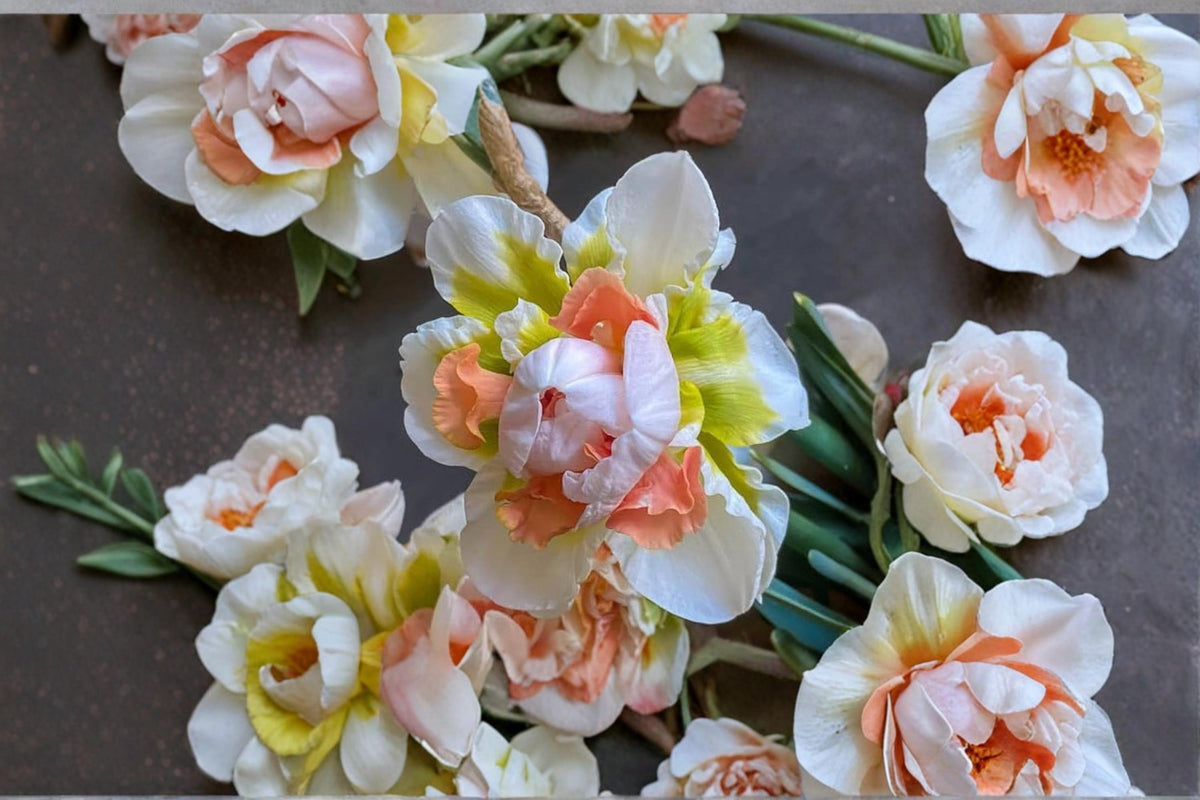 1 Replete Double Daffodil Bulb Narcissus Replete Flowering Perennial Spring Garden