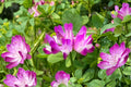 Chinese Milk Vetch Seeds 500 Count - Astragalus sinicus - Pink Purple Flowering Ground Cover for Garden and Cover Crop