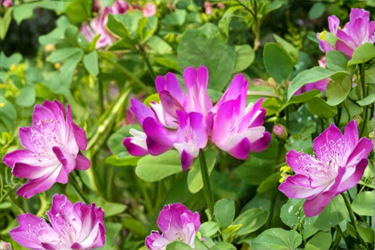 500 Seeds Chinese Milk Vetch Astragalus sinicus Green Manure Cover Crop Nitrogen Fixing