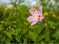 30 Swamp Rose Mallow Seeds Hibiscus moscheutos Wetland Wildflower Rain Garden