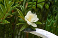 Sweetbay Magnolia Seeds – Magnolia virginiana – Fragrant White Flowers, Ornamental Tree, Native North American Plant