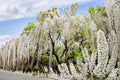White Wisteria Seeds – Wisteria sinensis Alba Flowering Vine for Garden, Trellis & Bonsai