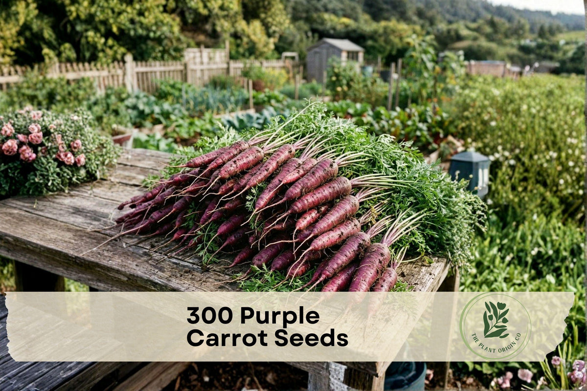 Purple Carrot Seeds 300 Pack | Heirloom Daucus carota for Garden, Raised Bed & Container Planting