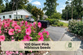 100 Giant Pink Hibiscus Seeds for Planting | Tropical Pink Flowers | Hibiscus spp. Flower Seeds