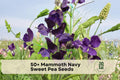 50+ Mammoth Navy Sweet Pea Seeds, Climbing Flower Seeds, Fragrant Deep Navy Purple Blooms, Lathyrus odoratus