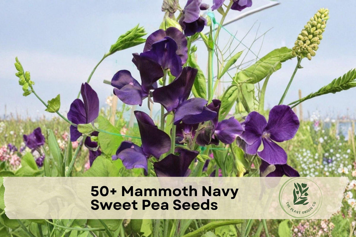 50+ Mammoth Navy Sweet Pea Seeds, Climbing Flower Seeds, Fragrant Deep Navy Purple Blooms, Lathyrus odoratus