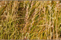 1 Seeds Annual Ryegrass Lolium multiflorum