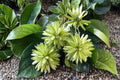 30 Seeds Camptotheca Tree Camptotheca acuminata Fast Growing Shade Ornamental