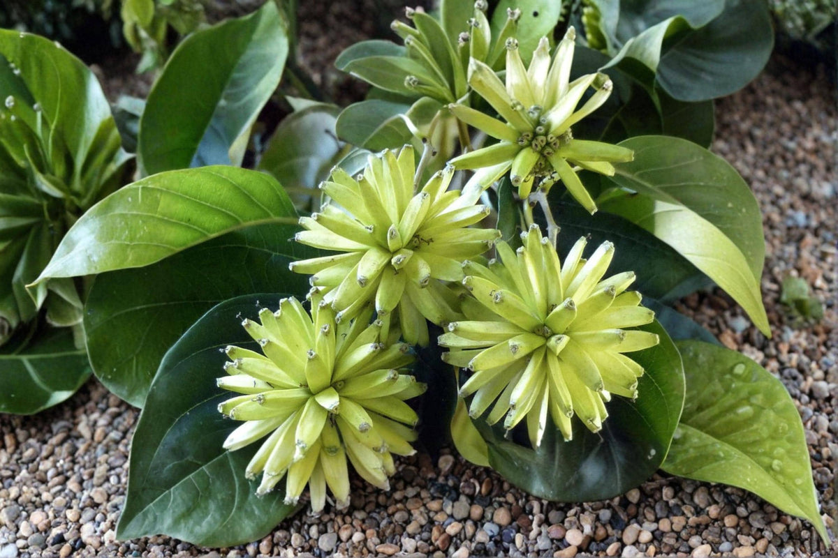 30 Seeds Camptotheca Tree Camptotheca acuminata Fast Growing Shade Ornamental