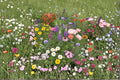 1 Seed Kit Perennial Wildflower Mix Mixed Species