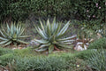 30 Seeds Aloe spectabilis Succulent Aloe