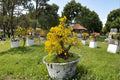 Apricot Bonsai Tree Seeds – Prunus armeniaca, Flowering Fruit Tree, Ornamental Spring Blooms, Bonsai Cultivation, Garden & Patio