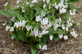 Midland Shooting Star Seeds - 50 Perennial Wildflower Seeds - Dodecatheon meadia - Pink Purple Blooms for Gardens