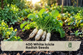 400 White Icicle Radish Seeds - Heirloom Raphanus sativus for Vegetable Gardens, Raised Beds & Containers