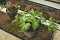 Gingerland Caladium Bulb - Caladium bicolor - Tropical Foliage Plant with Variegated Leaves for Shade Gardens and Containers