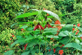 30 Seeds Devil's Cotton Abroma augusta