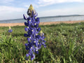 50 Texas Bluebonnet Seeds Lupinus texensis Wildflower Planting Pollinator Friendly Cottage Prairie Flower