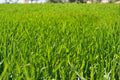 Perennial Ryegrass Seeds, Premium Lolium perenne, Cool-Season Lawn & Landscaping Grass, Fast-Establishing Ground Cover