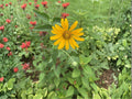 100 Seeds Heliopsis helianthoides Early Sunflower Perennial Wildflower Pollinator Garden