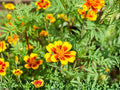 100 Seeds Dainty Marietta French Marigold Heirloom Tagetes Patula Flower