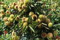 6 Seeds Chestnut Tree Castanea Sativa Deciduous Nut Tree