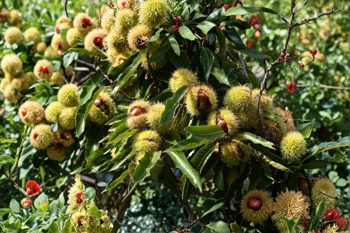 6 Seeds Chestnut Tree Castanea Sativa Deciduous Nut Tree
