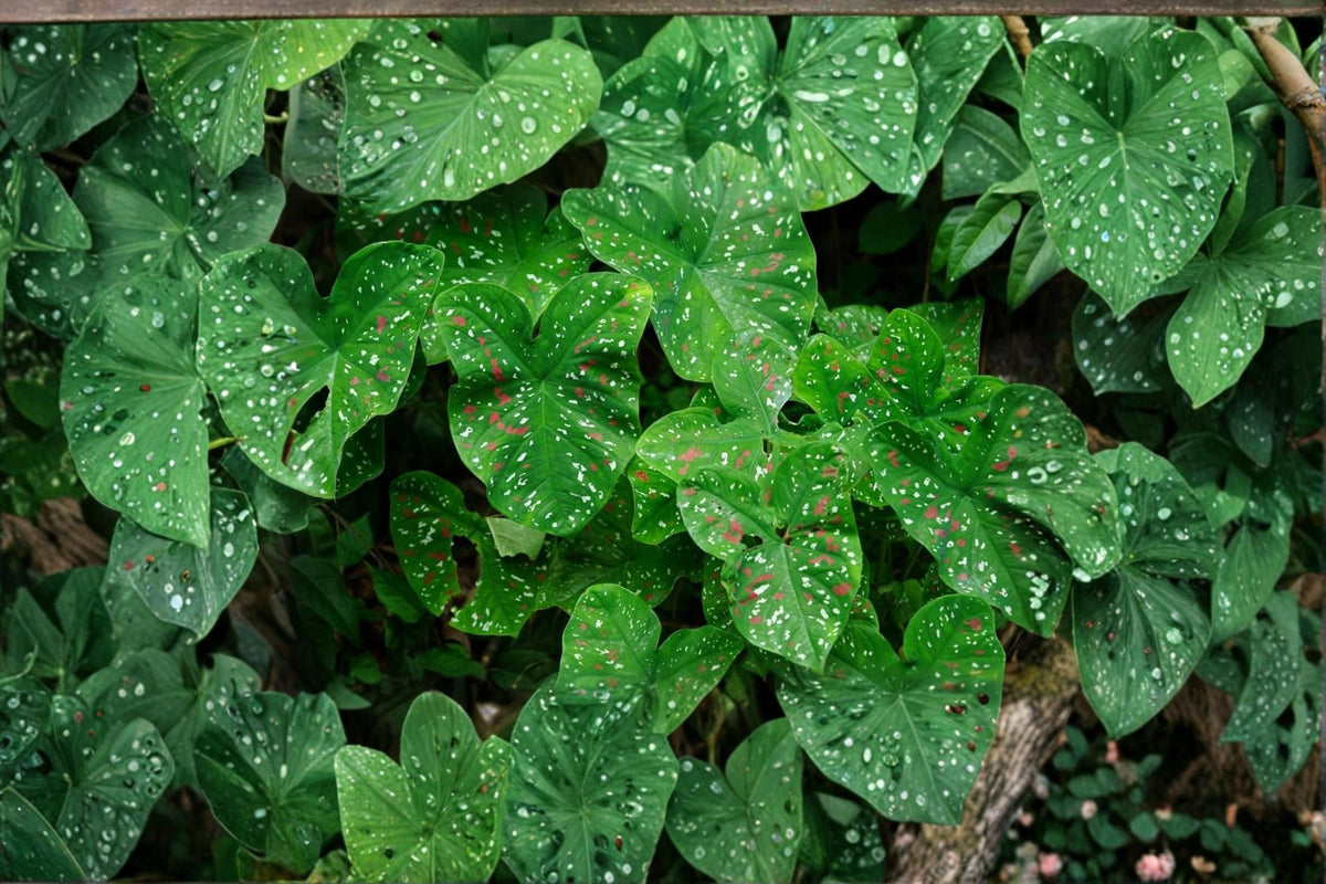10 Bulbs Florida Clown Caladium Caladium bicolor Live Bulbs
