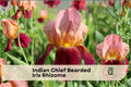Indian Chief Bearded Iris Rhizome | Perennial Flowering Plant | Iris germanica 'Indian Chief' | Fragrant, Bi-tone Red-Maroon & Lavender