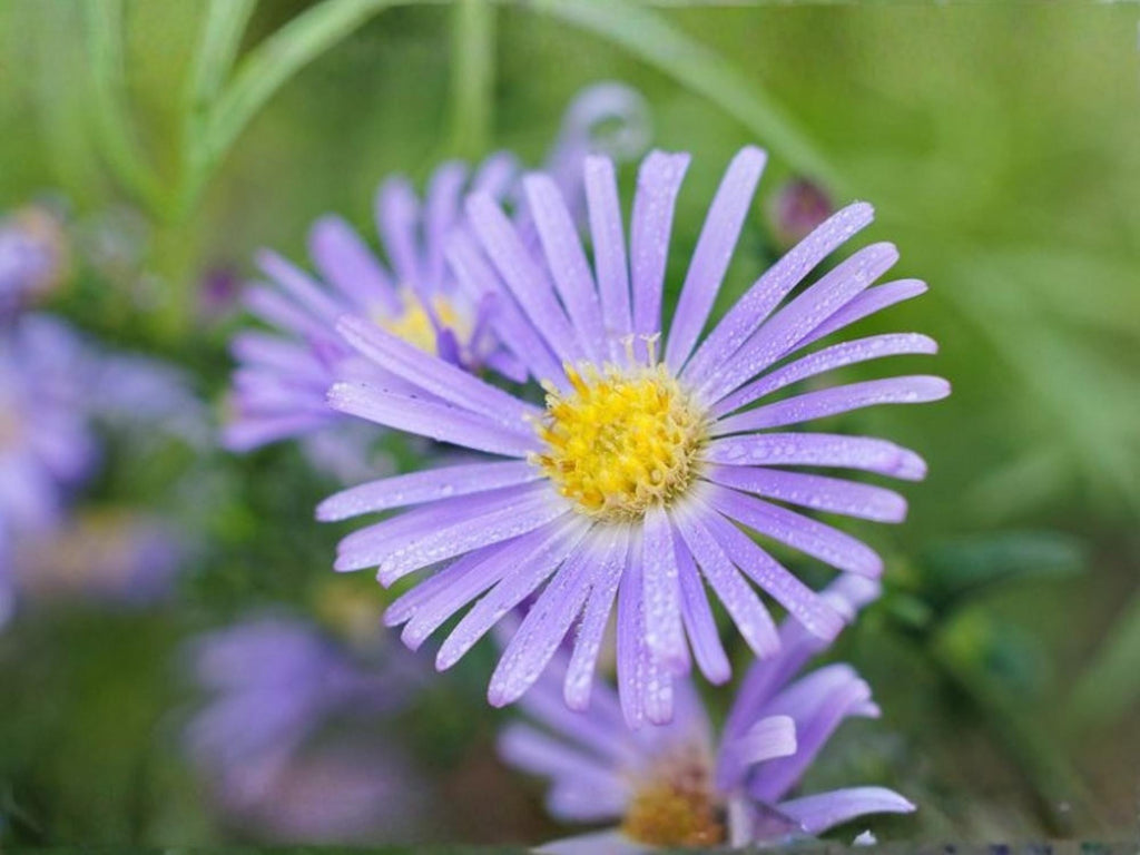 100 Aromatic Aster Seeds Symphyotrichum oblongifolium Wildflower for Pollinator Cottage Garden