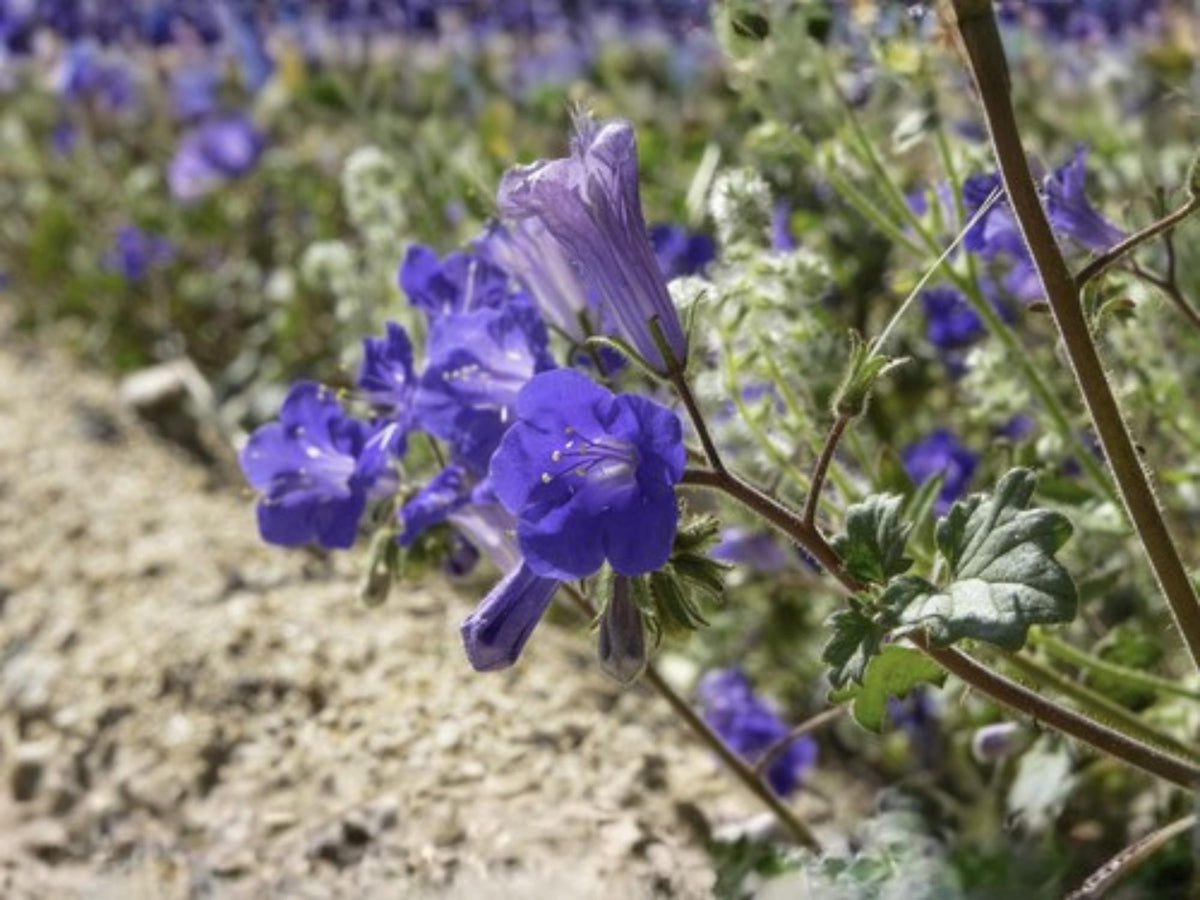 100 California Bluebells Seeds Phacelia campanularia Desert Bluebell Wildflower