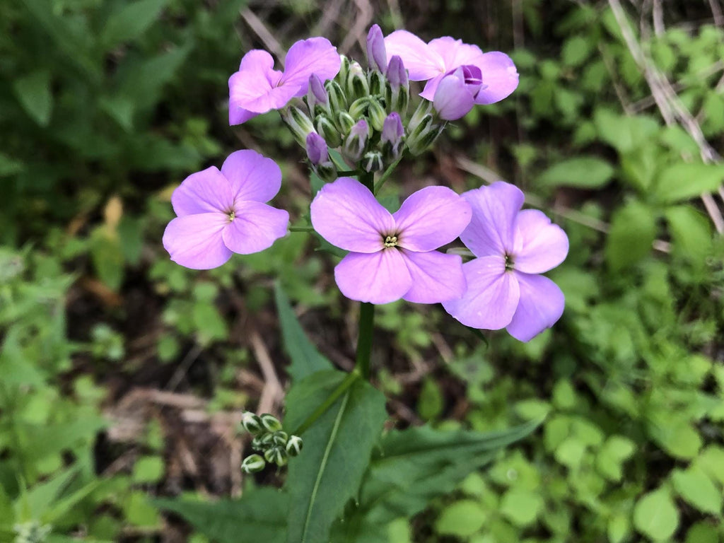 100 Dames Rocket Seeds Hesperis matronalis Wildflower Seeds for Pollinator Cottage Garden