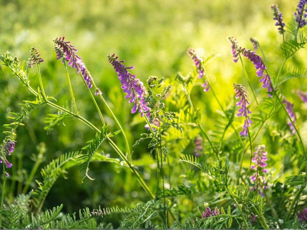 100 Seeds Hairy Vetch Purple Bounty Vicia villosa Wildflower
