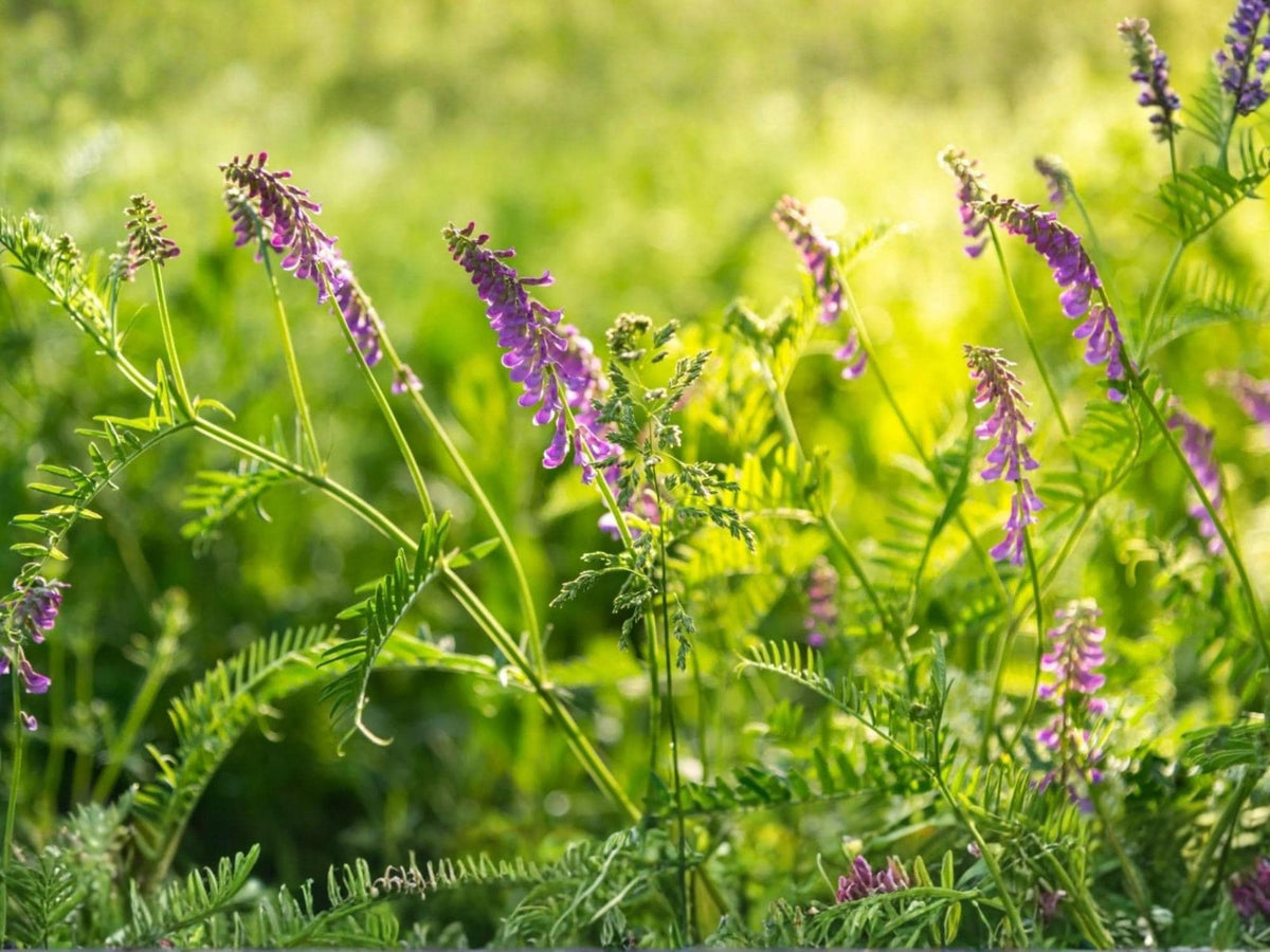 100 Seeds Hairy Vetch Purple Bounty Vicia villosa Wildflower