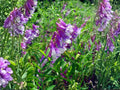100 Seeds Hairy Vetch Purple Bounty Vicia villosa Wildflower