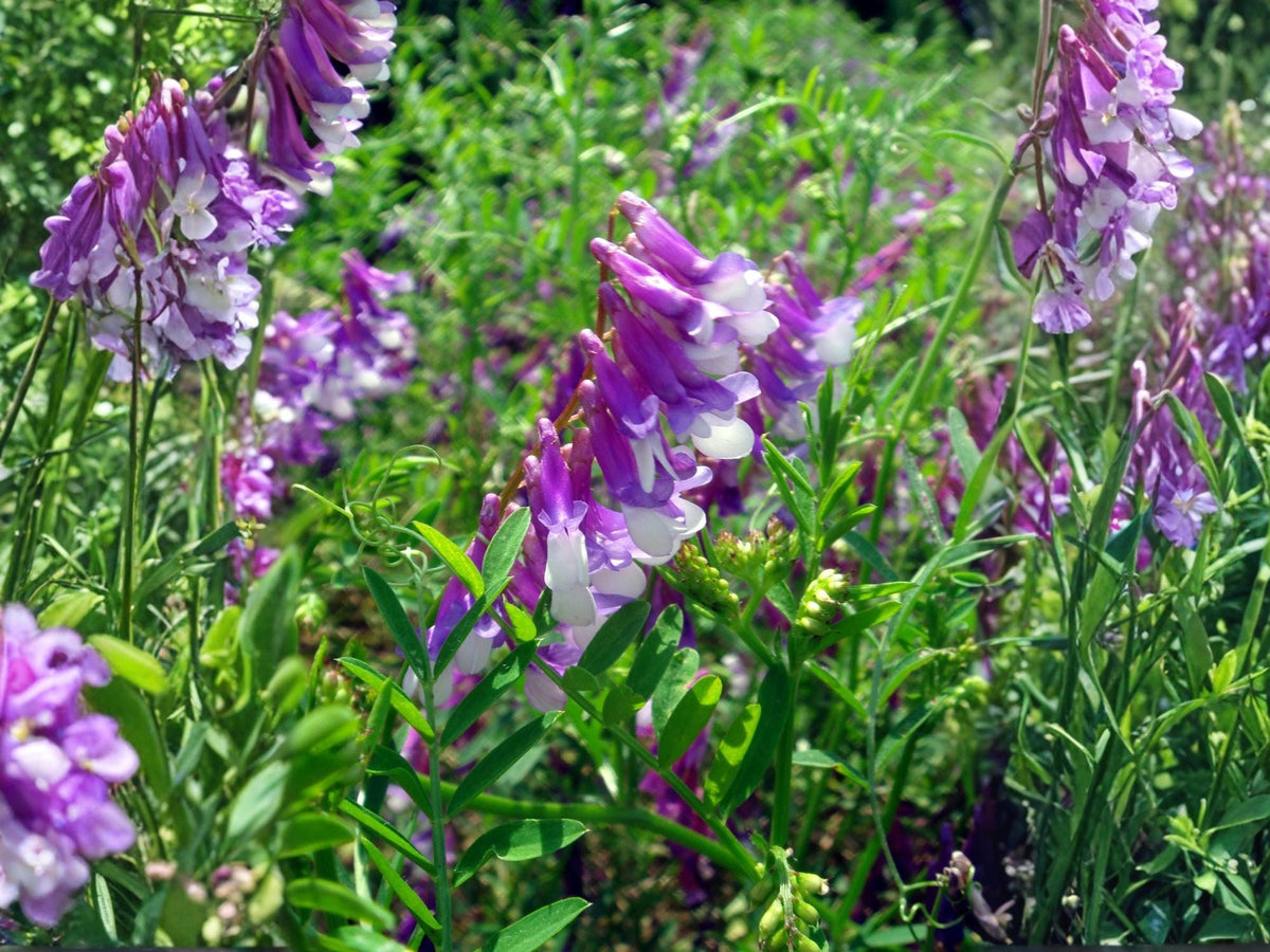 100 Seeds Hairy Vetch Purple Bounty Vicia villosa Wildflower