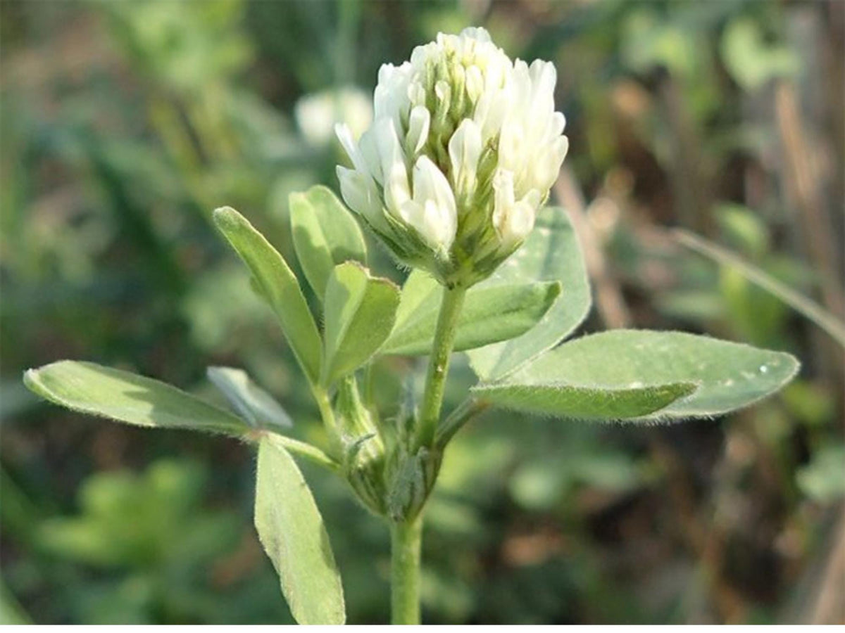100 Berseem Clover Seeds Trifolium alexandrinum Wildflower for Pollinator Cottage Garden