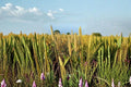 Pearl Millet Grass Seeds, Ornamental Pennisetum glaucum for Landscaping and Borders, Warm-Season Garden Grass