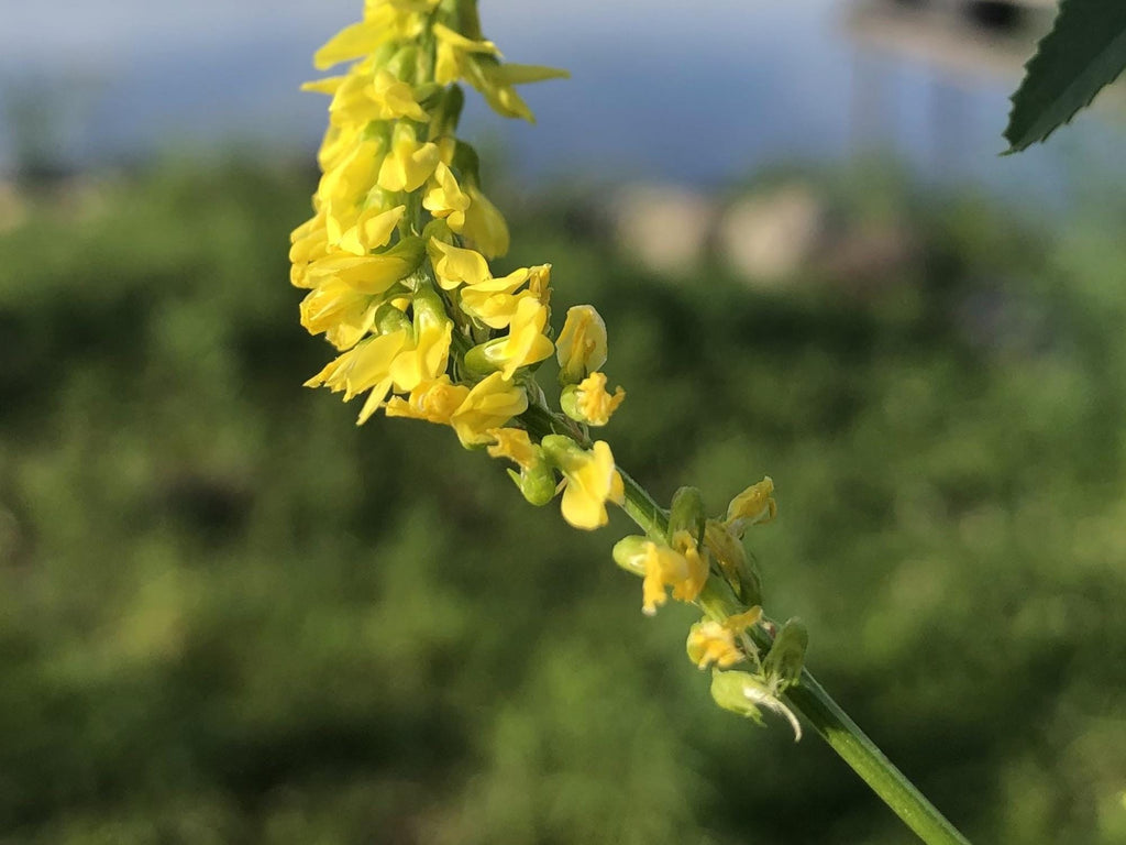 100 Yellow Blossom Sweet Clover Seeds Melilotus officinalis Wildflower for Pollinator Cottage Garden