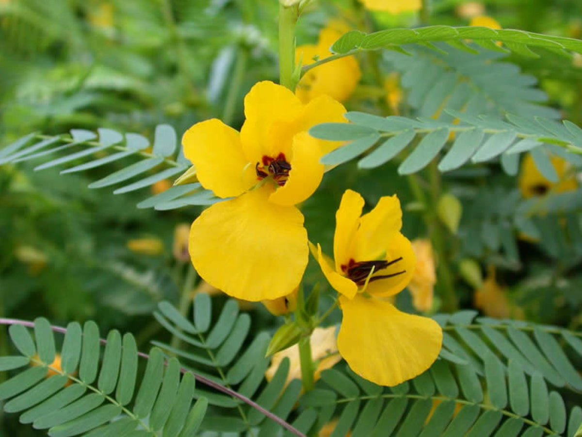 100 Partridge Pea Seeds Chamaecrista fasciculata Wildflower Pollinator Garden