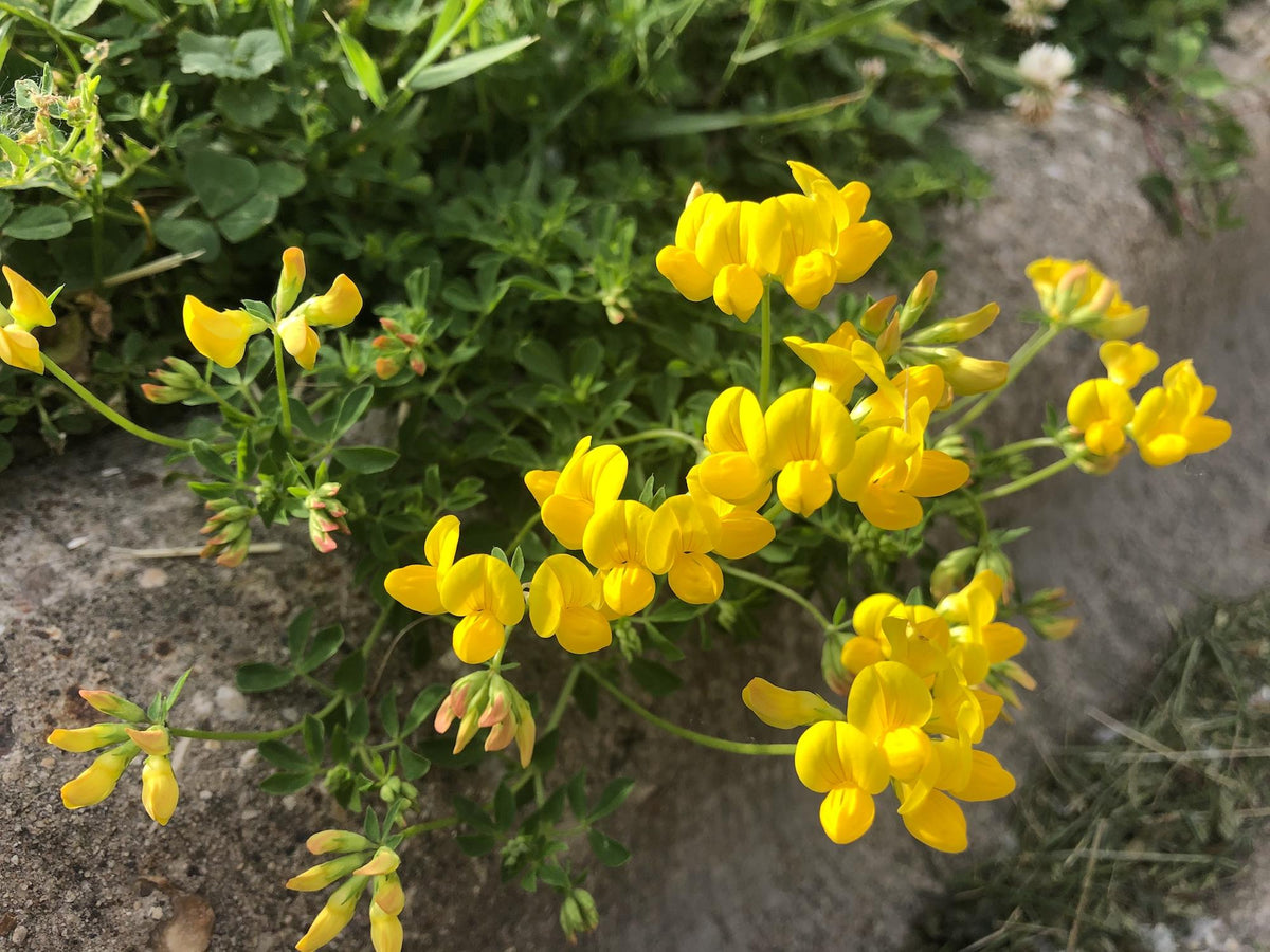 100 Bird's Foot Trefoil Seeds Wildflower Lotus Corniculatus Ground Cover