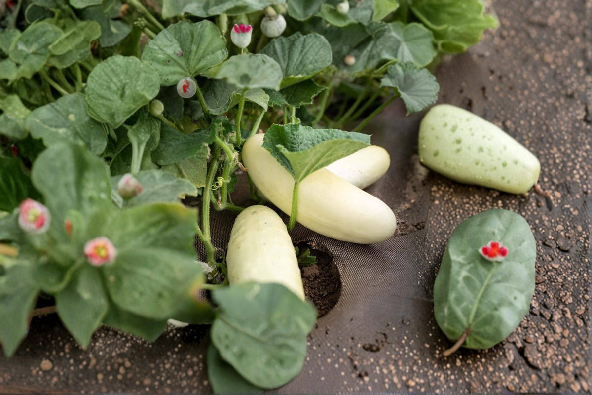 50 Seeds Silver Slicer Cucumber Cucumis sativus