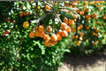 Loquat Seeds - 5 Pack Eriobotrya japonica - Edible Fruit Tree for Garden or Container Planting - Evergreen Shrub Seeds