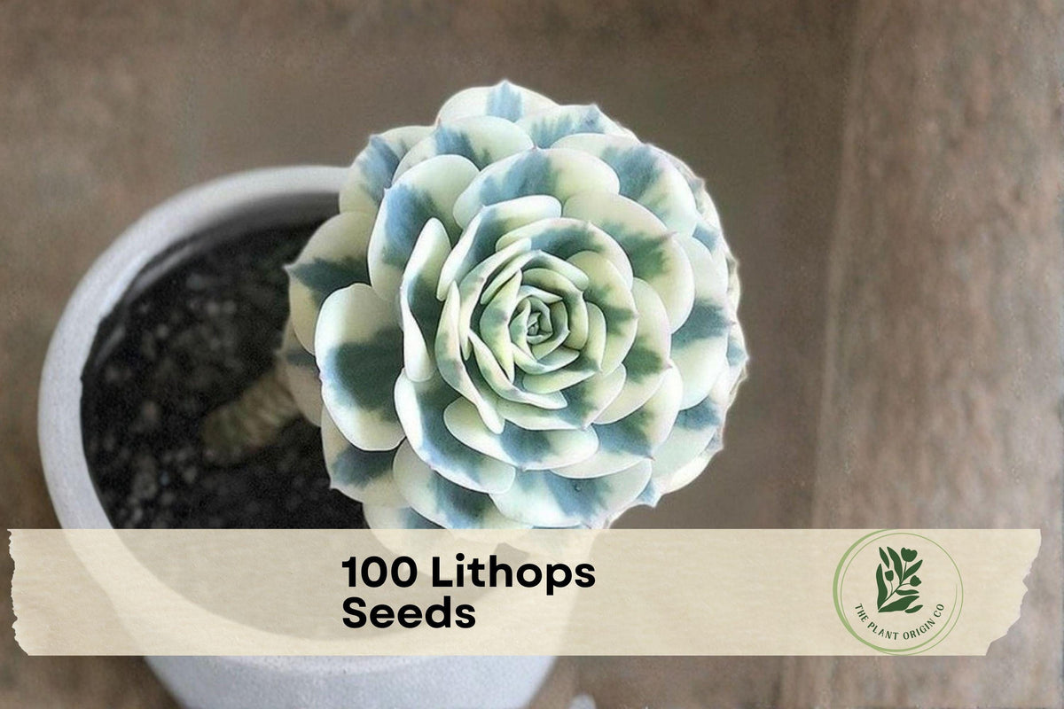 100 Lithops Seeds - Ornamental Living Stones Succulent Plants, Compact, Varied Patterns, Lithops spp.