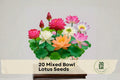 20 Mixed Bowl Lotus Seeds - Nelumbo nucifera Aquatic Flower Seeds for Containers, Water Bowls & Mini Ponds
