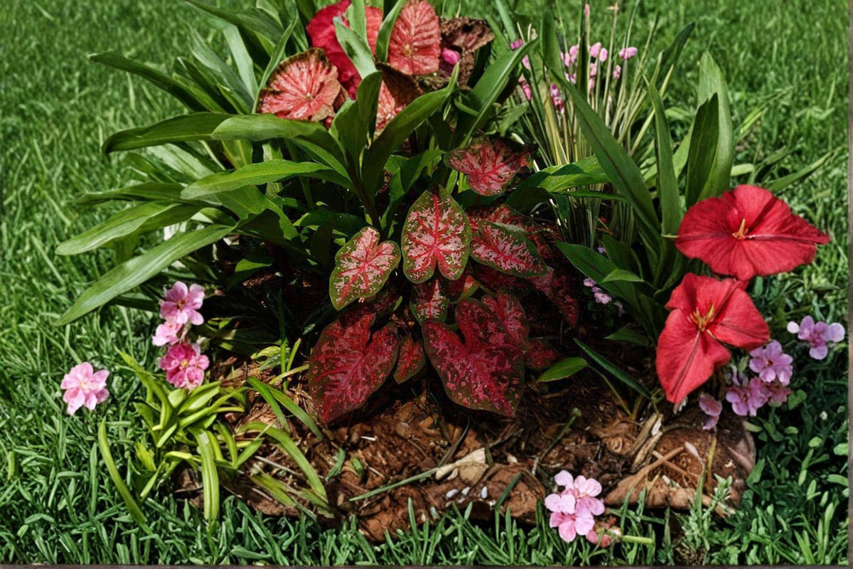 10 Bulbs Kathleen Caladium Caladium bicolor Live Bulbs